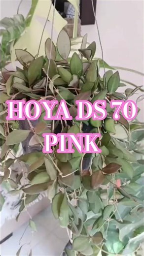 Hoya DS-70 Pink | Beautiful Pink-Edged Hoya | Easy Care Tips🍀
