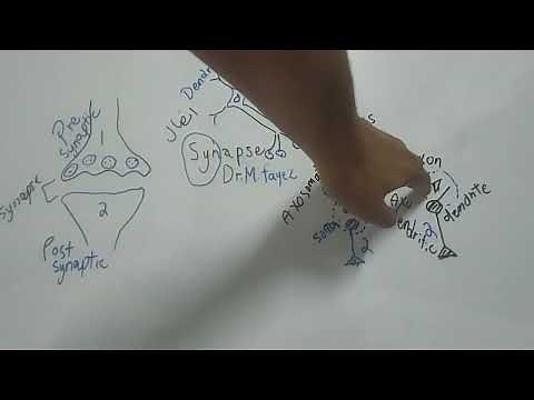 Synapse Types (Dr Mohamed Fayez) First video