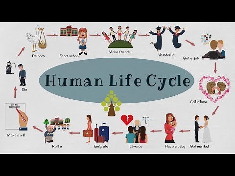 Human Life Cycle Vocabulary | Human Life Cycle in Less Than 3 Minutes