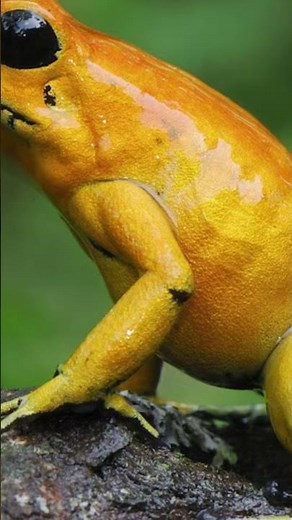 Giftigster Frosch der Welt - Schrecklicher Pfeilgiftfrosch #frosch