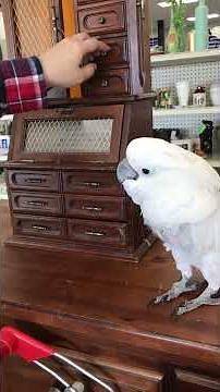 Cockatoo Shopatoo - Contemplation over a "tiny desk" for Benji