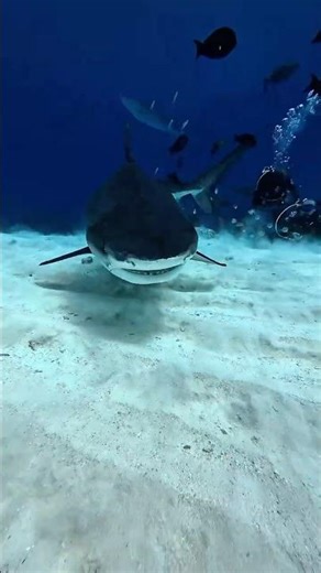 MALDIVES SHARK DIVING