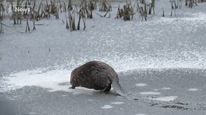 14K views · 229 reactions | It’s a new life for this family of beavers in Scotland who’ve been saved from a potential death sentence. Dozens had been killed under licence by landowners who believed they were a nuisance but for the first time ever within Scotland, these unwanted animals have been relocated. Ciaran Jenkins reports. | Channel 4 News | Facebook