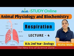Respiration | lect-4 | Animal Physiology and Biochemistry | Zoology | B.Sc 2nd Year | iSTUDY Online