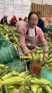 786K views · 3.9K reactions | "Mexico's Fungus-Infected Corn: A Profitable Secret" #MexicanFarming #FungusCorn #AgriculturalInnovation #CornMarket #FoodScience | Satisfying Videos | Facebook