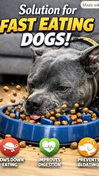 Solution for Fast Eating Dogs 🐶💨 | Stop the Vacuum Mode! #fasteating #dog #dogcare #funny #shorts