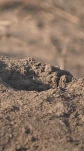 Dwarf Mongooses being Dwarf Mongooses Cutest little dudes ~ #dwarfmongoose #wildlifelovers #videography #photography #wildlife #wildlifevideo #wildlifeart #wildlifesafari #wildlifephoto #nature #naturephotography #natgeo #n. | Too Wild