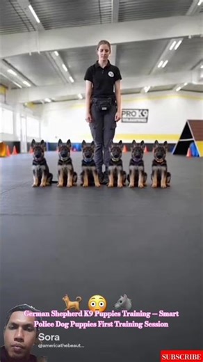 German Shepherd K9 Puppies Training — Smart Police Dog Puppies First Training Session #dogtraining