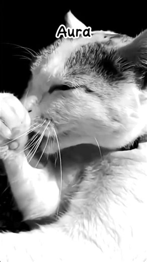 #catvideos #youtubeshorts #cat #funny #funnyvideo #shortvideo #shorts