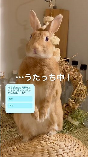 【秒数ゲーム】うさぎのうたっち何秒できる？ #うさぎ #rabbit #bunny