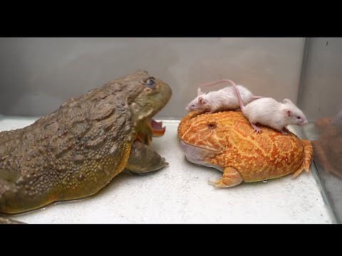 Huge Pacman Frog & Giant African Bullfrog Eats Mice | Warning Live Feeding