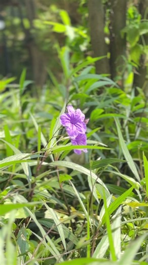 Ruellia simplex