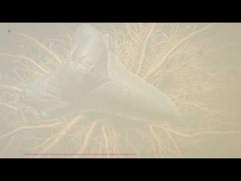 Sharks Have Existed Since Before Trees — 400 Million Years