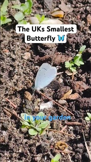Britain's tiniest butterfly and you've probably missed it 🦋 #UKWildlife #ButterflyGarden #Nature