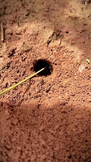 IQ cricket insect VS Alien fire ants #UnitedStates #usareels #noway #unitedkingdom | Re Chizin