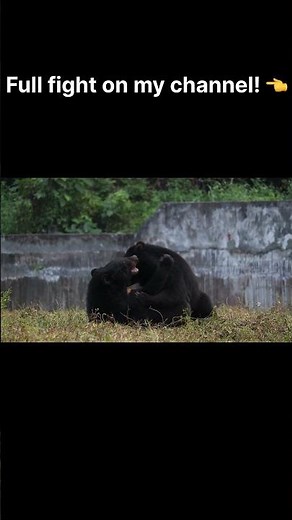 Asian Black Bears Fighting