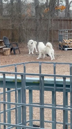 Great Pyrenees Polar Bears or Dogs? 🐻‍❄️ Wild Wrestling Match!"