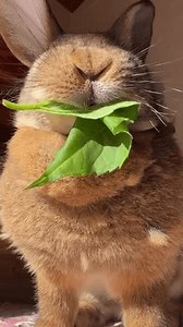 cute giant bunny eating vegetables asmr video clip