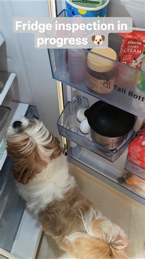 Sab theek hai 🐶 #dogloveryoutubechannel #viral #love ...