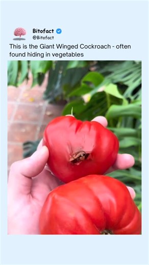 Bitofact | Educational Facts and Videos on Instagram: "Giant winged cockroaches are among the largest roach species in the world, with some reaching several inches in length and capable of short gliding flights. They are commonly found in warm, humid regions where they live near crops and dense vegetation. Because they hide in dark, moist spaces, these insects can sometimes end up inside harvested vegetables, especially leafy produce stored or transported in bulk. They are attracted to shelter r