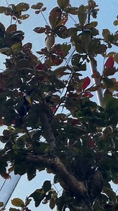 #ヒムネオオハシ の鳴き声と#オニオオハシ の鳴き声（たな）#ネオパーク