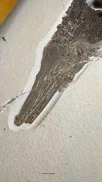 Perfect Fossil Gar! Fossil of the Week 18 #fossil #science #paleontology #geology