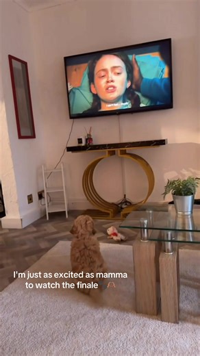 Stranger things finale me and mamma marathon🫣🫶🏽 #strangerthings #puppy #marathon #cockapoo #baby