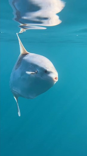 From time to time, we are lucky to spot ocean sunfish (Mola mola) on our trips! These bizarre fish don’t swim by swishing a tail side to side ( because they don’t have one) but rather by undulating the two large fins on their bodies. This little baby is only about the size of a dinner plate, but it could grow to be bigger than the hood of your car someday! Video from @seataceans #sunfish #oceansunfish #molamola #whalewatching #wildlifephotography #naturephotography #visitcalifornia #californiaco
