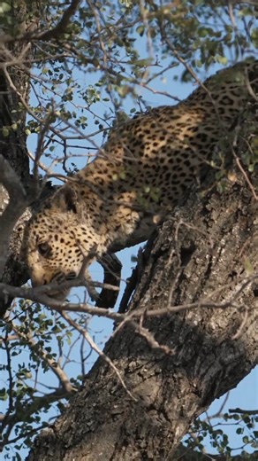 A stealthy leopard sharpens its claws on a tree, marking territory deep in the wild. Captured in stunning detail by Team Too Wild | Too Wild