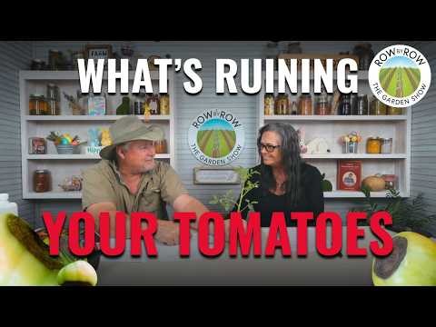 Tomato Blossom End Rot