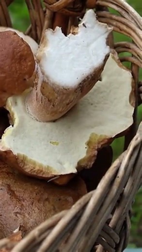 consommer la solution le champignon #champignon