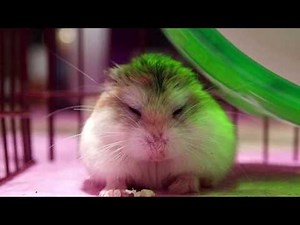 Roborovski Hamster Yawn