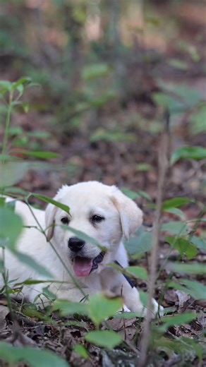 • • Handsome Hobbs The perfect creamy chunk Love this guy so much 😘 • • • • #puppy #englishlabrador #whiteenglishlab #labbreeder #labrador #englishlab #fyp #whitelab #lablove #labradorphotography | Hickory Bluff Labradors LLC