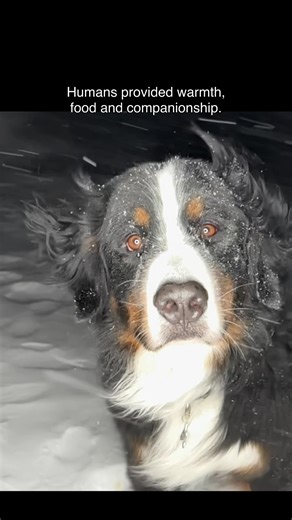 11K views · 446 reactions | In a time long past our dogs were wolves....