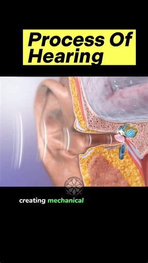 Unveiling the Magic of Hearing🔊: Dive into the Auditory World! Ever wondered how we hear sounds around us?🤔 Unravel the fascinating journey of soundwaves traveling from our ears to our brain!🧠 Let's explore the intricate process of hearing together and find out how our marvelous ears decode the sounds of our lively world! #medical #nursing #anatomy #hearing