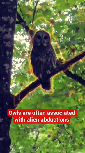 Watch the full music video on our channel. #originalmusic #alienabduction #owl #grungerock #alienowl