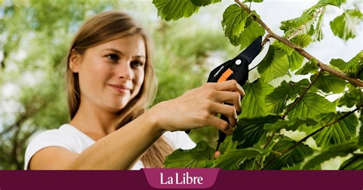 Peut-on tailler un Hydrangea quercifolia ? Notre spécialiste Marc Knaepen répond à vos questions