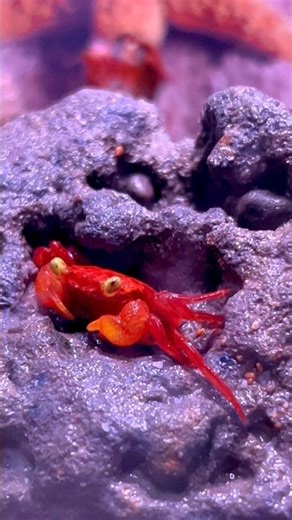 How Red Vampire Crabs Find the Perfect Hidden Spot!