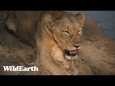 WildEarth - Sunset Safari - 07 March 2024