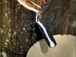 天然橡胶是如何收集与加工的#制作过程 #橡胶 #天然橡胶 #纪录片解说,天然橡胶怎么收集- 抖音