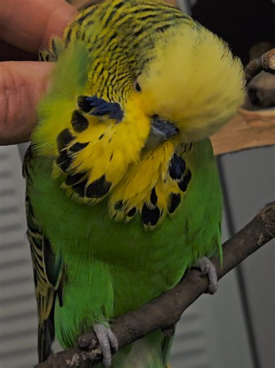 Funny Parrots Loving Long Evening Scratches