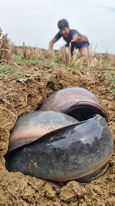 Unbelievable Fishing In Paddy Field. Fish finding Under Dry Mud. Best fishing Process. #fish #fishing #reel #top | Fisherman Animal Lover-Original