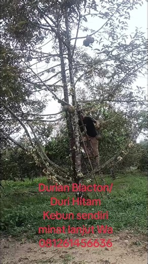 DIR MAN 1984 (@1984azlan)’s videos with original sound - Ramlan Yahya