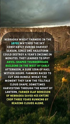 The Lost Pioneer Skill of Reading Storm Clouds to Save the Wheat Harvest.