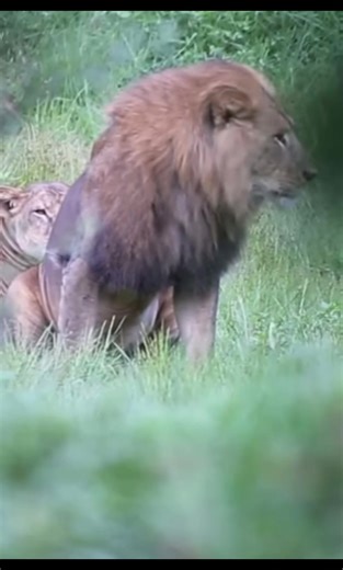 Exploring Ethiopia's Bale Mountains National Park