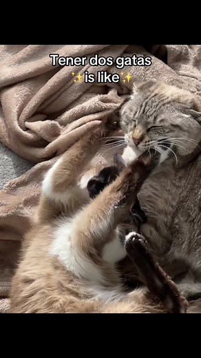 85% love 15% this… #catsoftiktok #catfight
