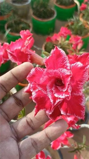 Adenium rosea flowers#adenium #adeniumplantcare #adeniumpottingmix