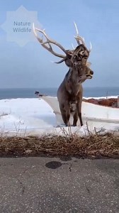 2.3K views | A haunting and rare sight—a mighty stag was discovered...