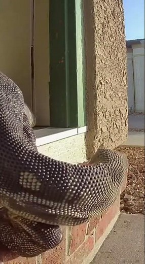 Giant Monitor Lizard Scales Porch Doorbell Camera Capture