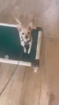 How To Crate Train a Puppy